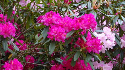 豪華に開花！シャクナゲ！