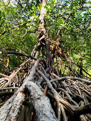 Close up Mangrove trees on beach
