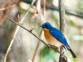 Tickell's Blue Flycatcher (Cyornis tickelliae) race 