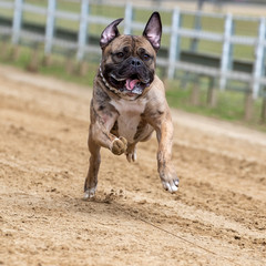 Eine Bulldogge rennt beim JederHundRennen auf einer Sandpiste freigestellt in der Fontale auf das Ziel zu