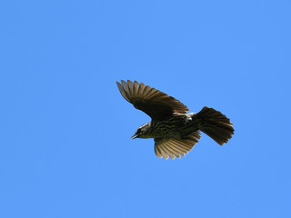 flying female red wing blackbird in the sky