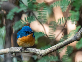 Tickell's Blue Flycatcher (Cyornis tickelliae) race 