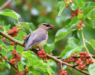 cedar waxwing bird eating mulberry fruit on the tree - Powered by Adobe