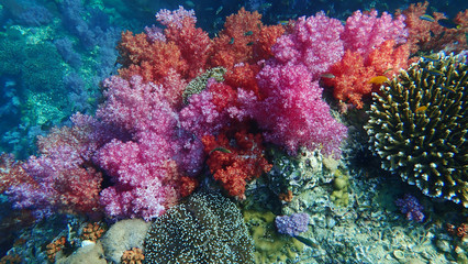 Naklejka na ściany i meble Beautiful Pink and red soft coral. Hard Coral and school of fishes. Lipe, Thailand