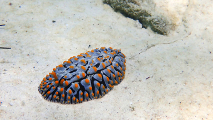 Sea slug, a dorid nudibranch in Thailand