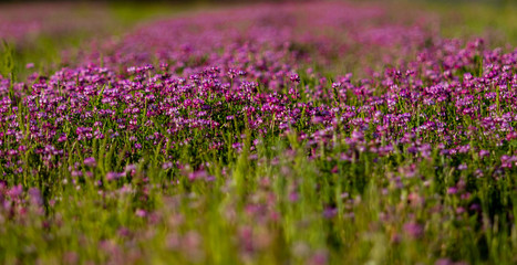 Fototapeta premium flor