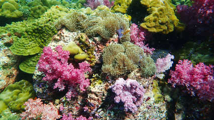 Fototapeta na wymiar A beautiful Colourful soft corals, hard coral, feather star, anemone and marine in Koh Lipe, Thailand