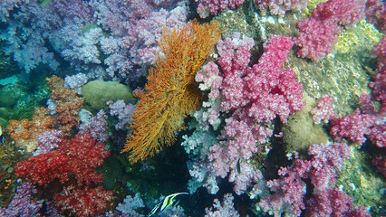 Naklejka na ściany i meble Beautiful Seafan and soft coral on hard rock. Marine life. Lipe Island, Thailand