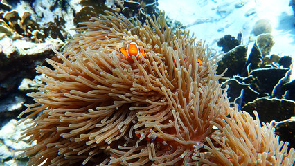 Fototapeta na wymiar Orange Clown Fish. The Beautiful Marine Life at Nakinya Island, Myanmar