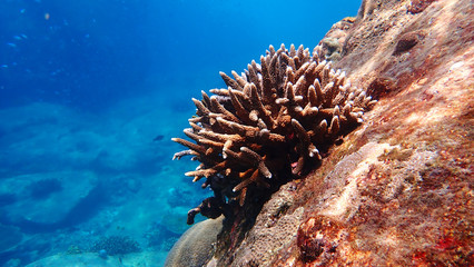 Close up hard coral on the stone in Nakinyo Island, Myanmar © Waranya