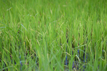 green rice field grow in paddy farm in summer season