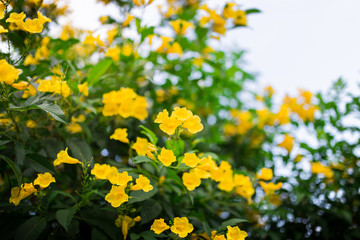 Fototapeta premium yellow flowers in the green garden at afternoon