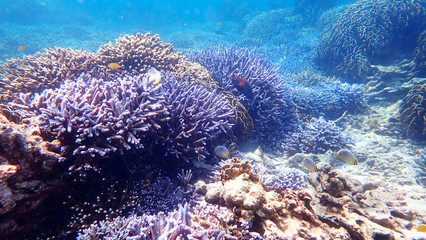 Naklejka na ściany i meble Beautiful Coral Reef in in clear blue water. Nakinyo Island, Myanmar