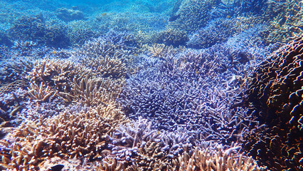 Naklejka na ściany i meble Landscape Coral Reef in in clear blue water. Nakinyo Island, Myanmar