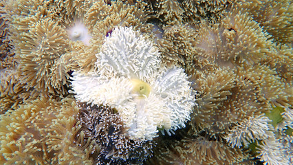 Beautiful Anemone Underwater World, Landscape.