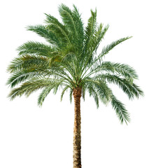 Obraz premium Palm tree isolated