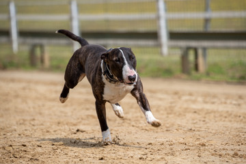Ein freigestellter Bullterrrier auf einer Hunderennbahn beim JederHundRennen