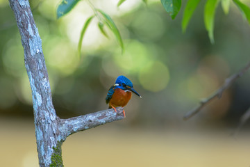 Blue-eared kingfisher 