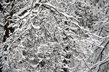 Heavy Winter Snow on Trees. Trees after a big snow storm in New England. Weighted down, cold, silent, peaceful.