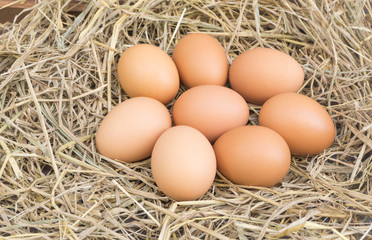Close up chicken eggs on straw with wooden .Fresh eggs from farm for cooking.