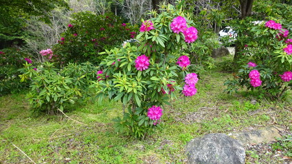 豪華に開花！シャクナゲ！