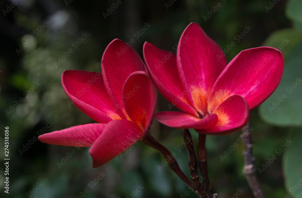 Wall mural Red plumeria flowers blooming on tree,temple tree, frangipani flowers,dark or black background