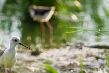 Black-winged Stilt in wetland