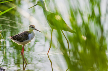 Black-winged Stilt in wetland