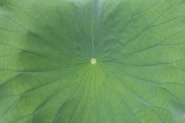 クローズアップした南国沖縄のハスの葉