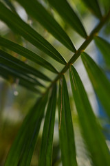 南国沖縄の植物