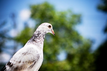 juvenile of homing pigeon standing again green blur background