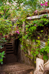 Beautiful tropical plants are growing and blooming in a botanical garden