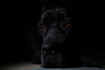 Cane corso black dog on black background
