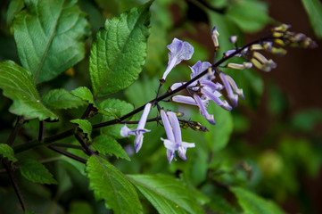 Beautiful tropical plants are growing and blooming in a botanical garden