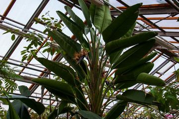 Beautiful tropical plants are growing and blooming in a botanical garden