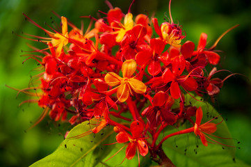 Beautiful tropical plants are growing and blooming in a botanical garden