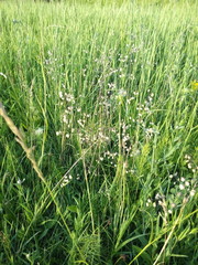 Obraz premium green grass in the field