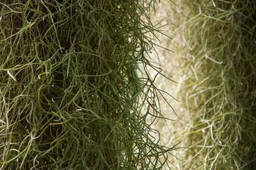 Beautiful tropical plants are growing and blooming in a botanical garden