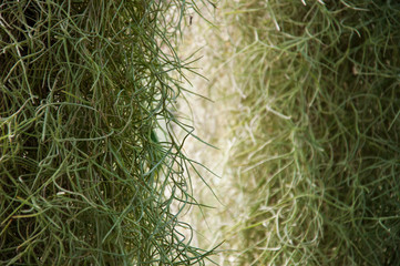 Beautiful tropical plants are growing and blooming in a botanical garden