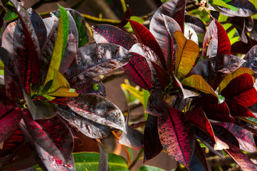 Beautiful tropical plants are growing and blooming in a botanical garden