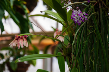 Beautiful tropical plants are growing and blooming in a botanical garden