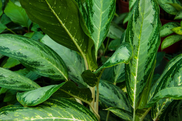 Beautiful tropical plants are growing and blooming in a botanical garden