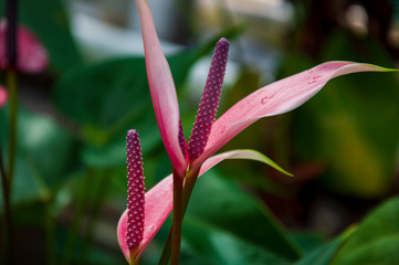 Beautiful tropical plants are growing and blooming in a botanical garden