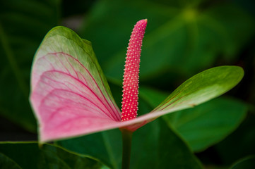 Beautiful tropical plants are growing and blooming in a botanical garden