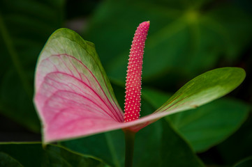 Beautiful tropical plants are growing and blooming in a botanical garden