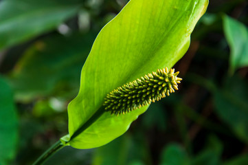 Beautiful tropical plants are growing and blooming in a botanical garden