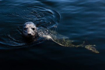 Seal in Baltic Sea