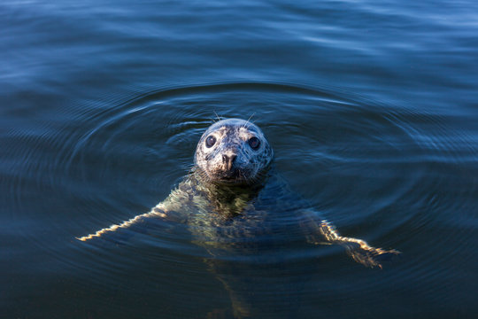 Seal In Baltic Sea