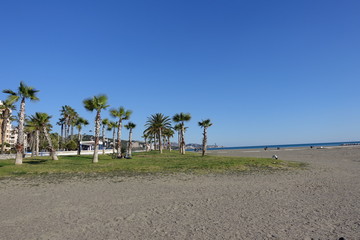Beach landscape with cool palm trees
