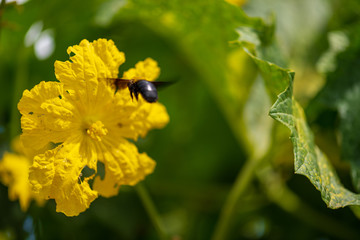 new bud, flower, leaves and more of the loofah plant in nature with small insects
